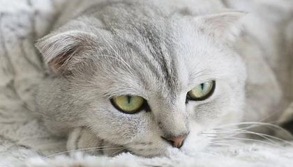 爱游戏娱乐-雷恩逆袭生死战！6分钟两球撕碎欧冠剧本，小组赛悬念燃至最后一秒