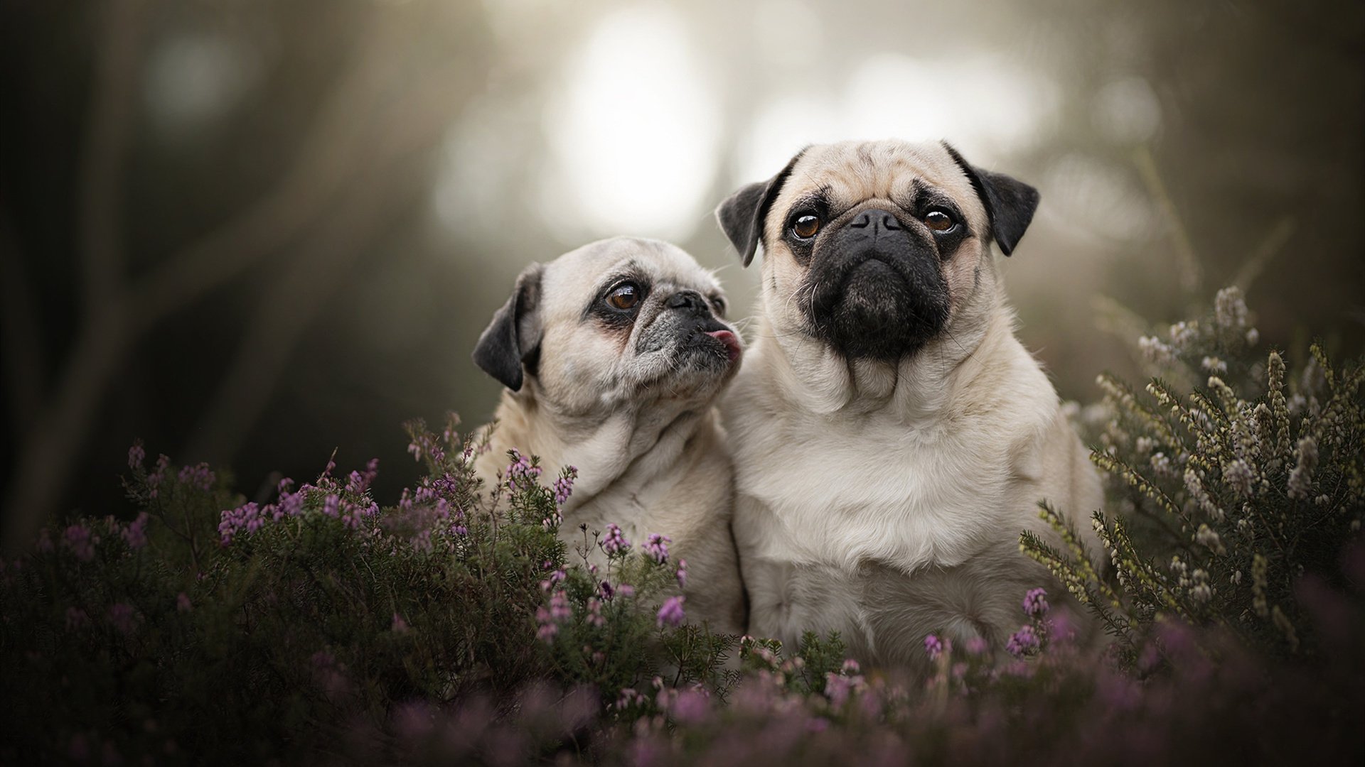 哥伦比亚客场带走胜利，卡马文加高光表现成焦点