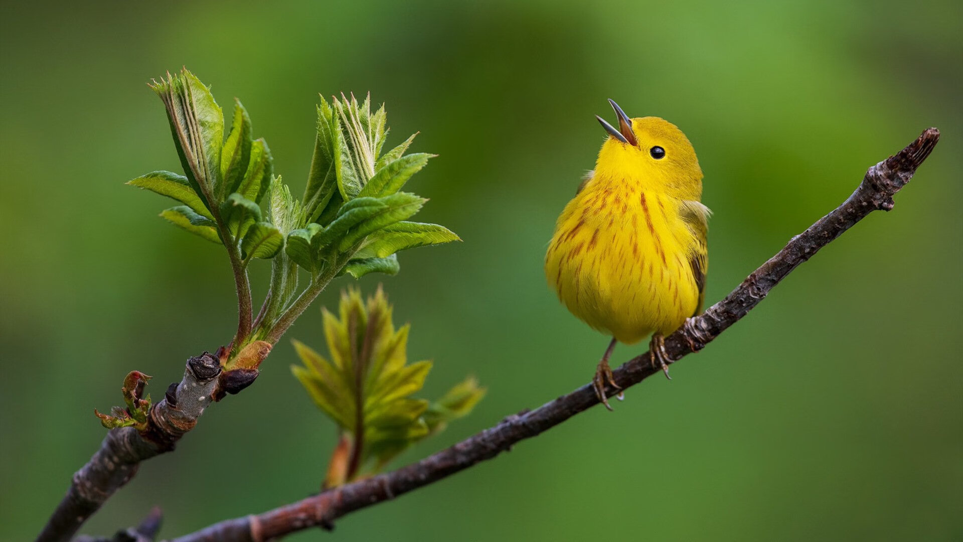 爱游戏tv-罗德里戈一剑封喉！尤文3-1稳稳拿下伊拉克队
