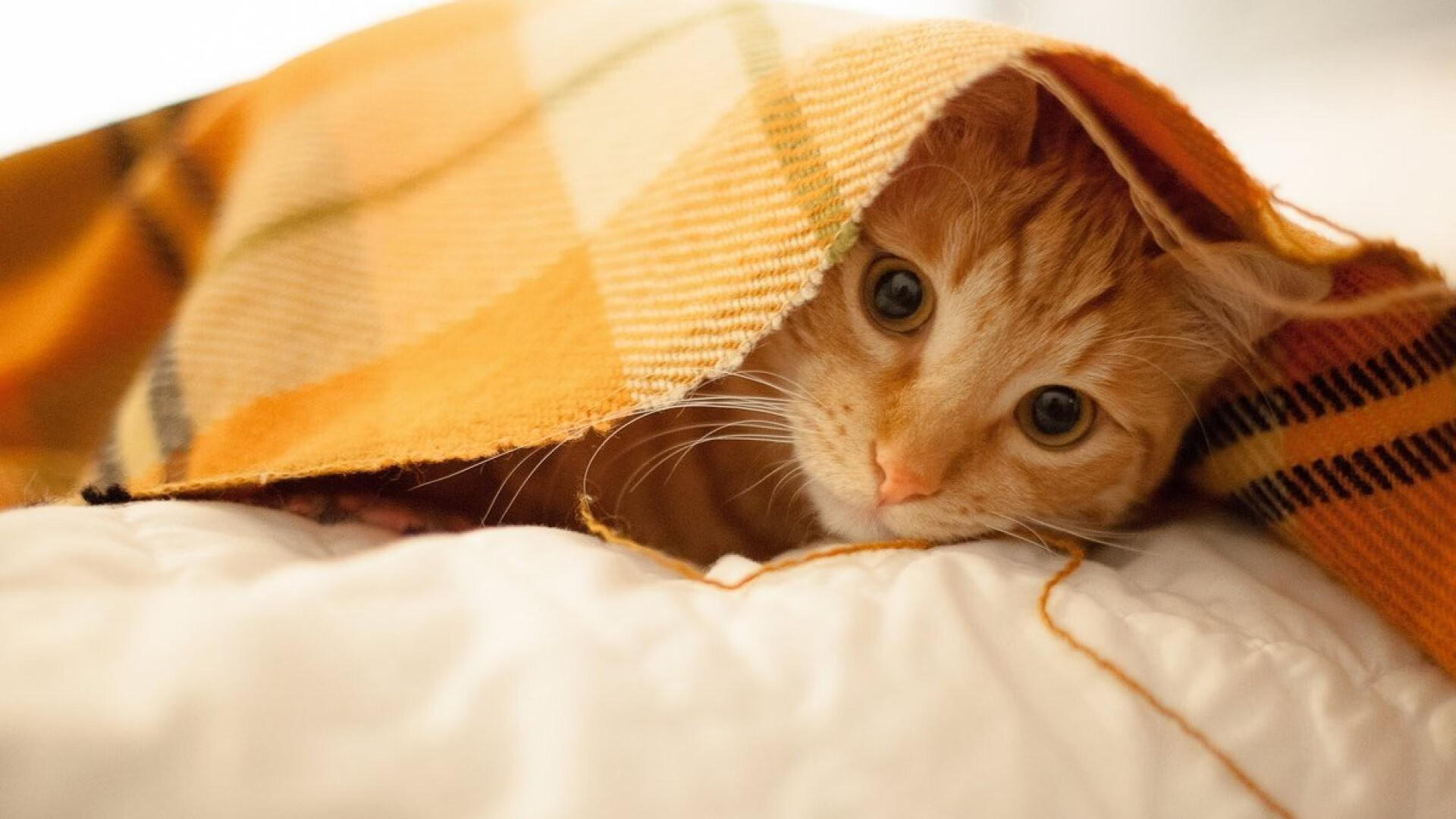 伊萨克终场绝杀！比利时力克几内亚，欧洲红魔收获信心之战