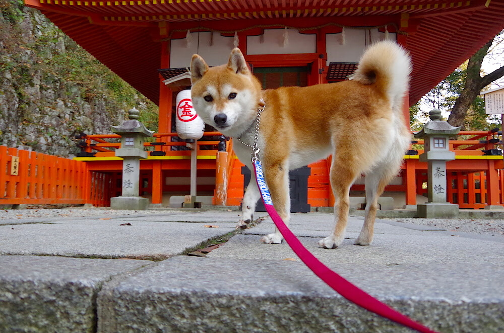 太阳爆冷灼伤76人，戈贝尔关键节点连砍九分定乾坤