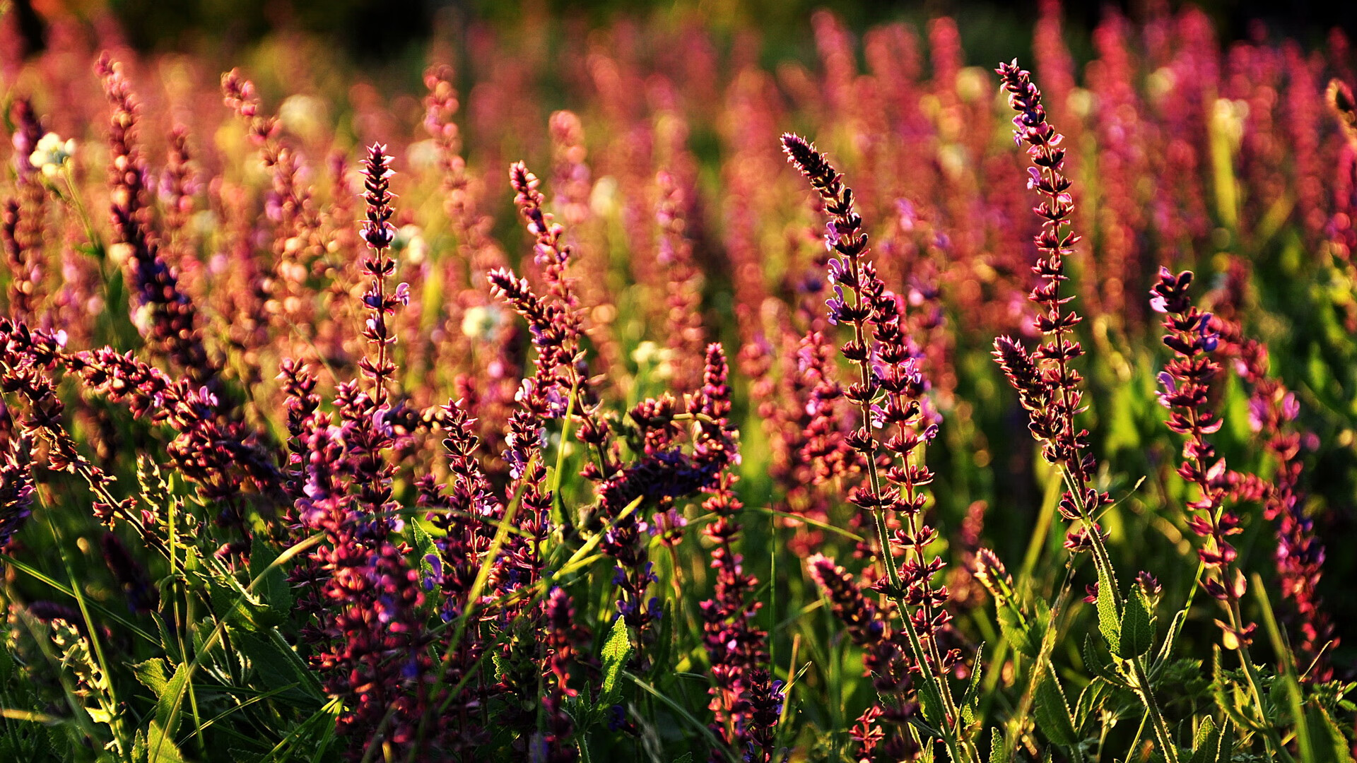 亚洲杯寒流双重奏，加克波的锋刃与伊拉克的钢铁洪流