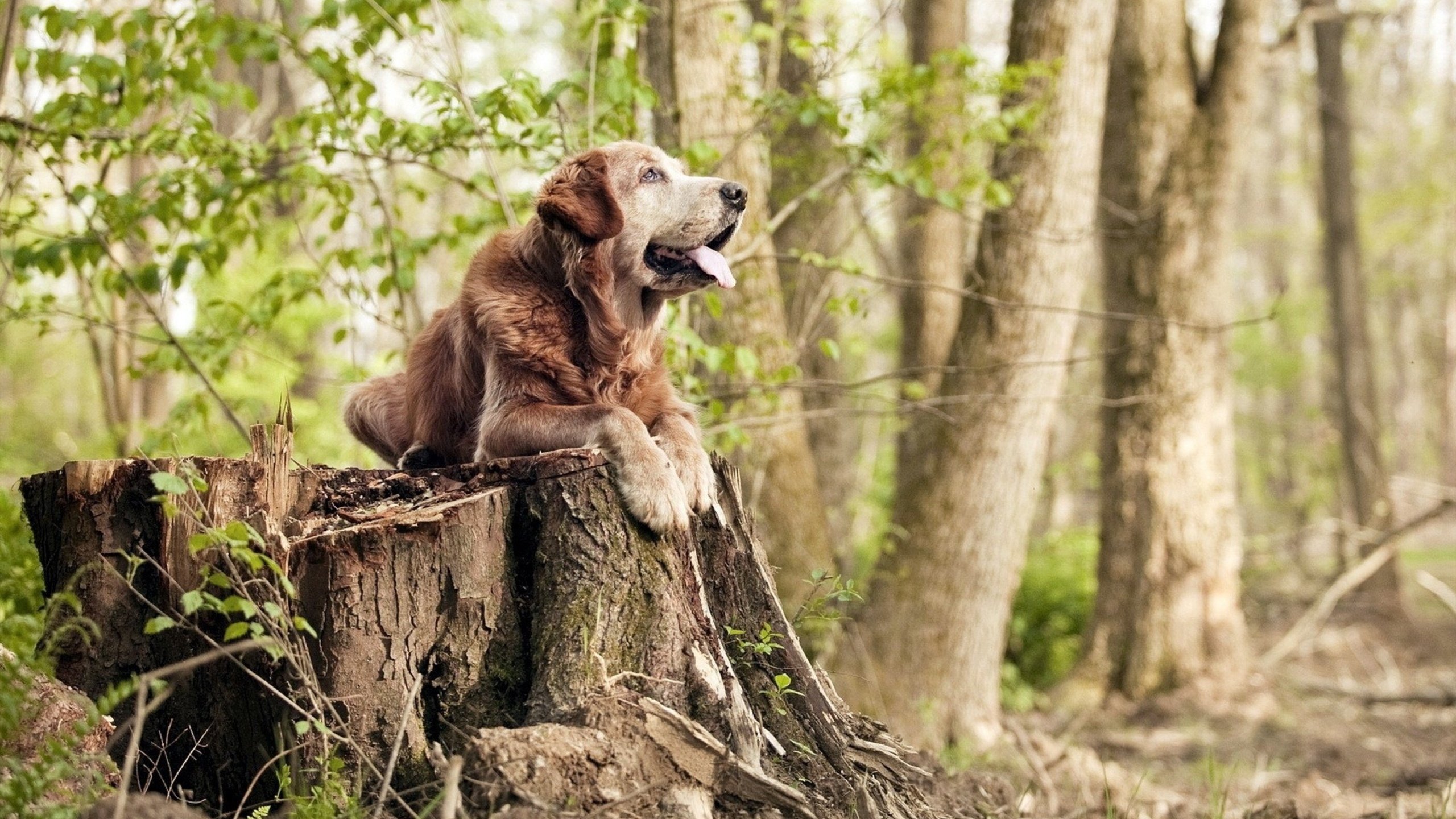 瑞士的冰，佩德里的火，当坚毅熔解安达卢西亚热浪